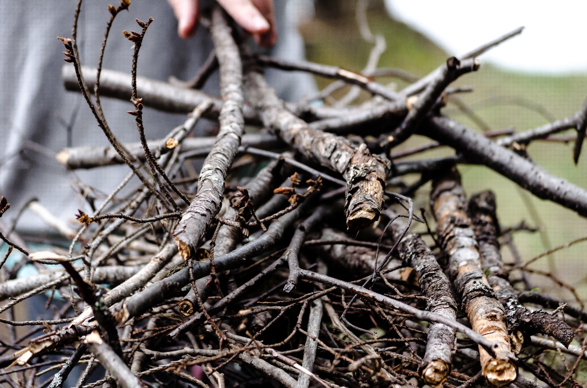 Pick The Best Campfire Wood And Get Your Fire Started Camping Zest