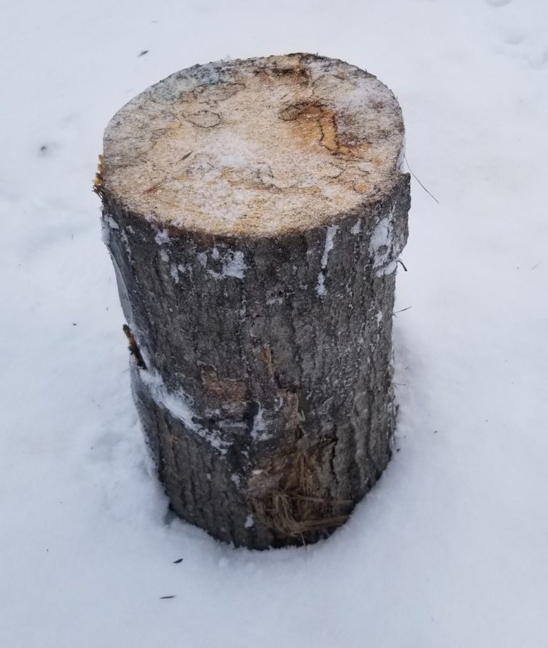Block of firewood in snow