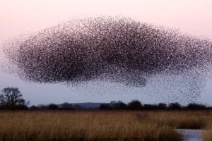 locust swarm flying