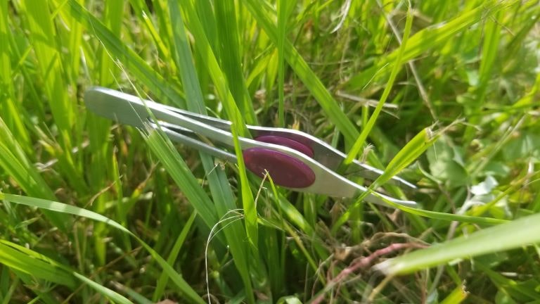 household tweezers in long green grass