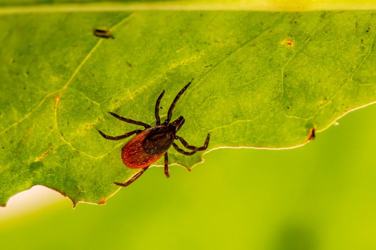 tick on a green leaf