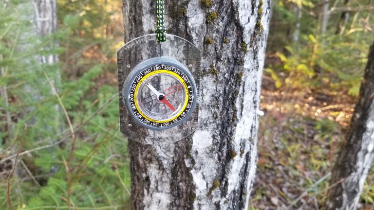 Compass-in-a-tree-min.jpg