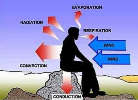 A graphic showing body heat loss
