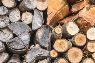 Dry vs wet campfire wood